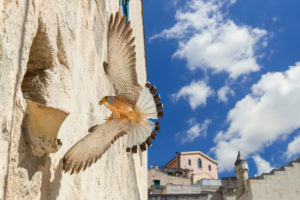 Lesser Kestrel (Falco naumanni), adult male arriving at nest in Matera Lesser Kestrel (Falco naumanni), adult male arriving at nest in Matera